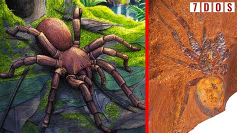 largest spider fossil australia